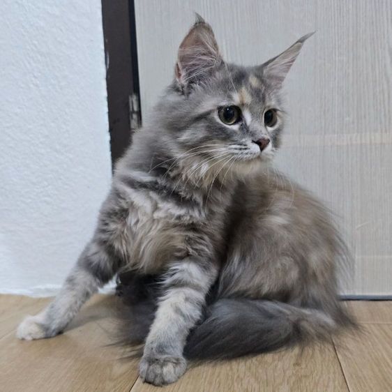 แมวลูกครึ่งเมนคูน รูปที่ 9