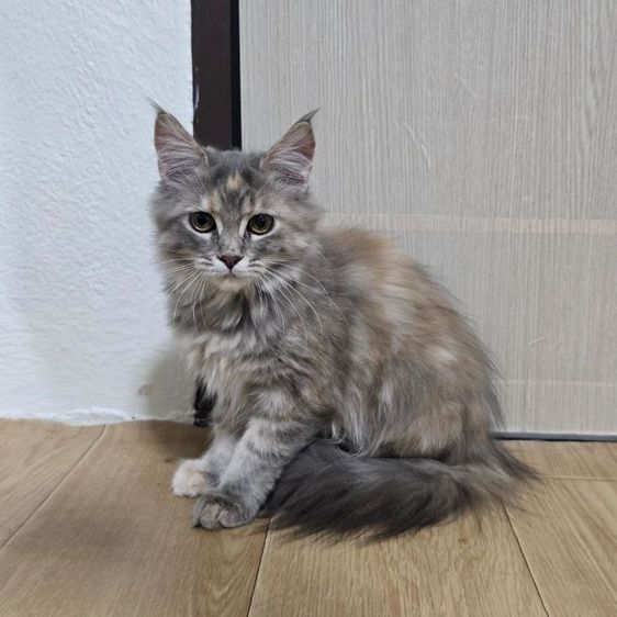 เมนคูน (Maine Coon) แมวลูกครึ่งเมนคูน