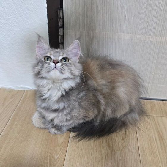 แมวลูกครึ่งเมนคูน รูปที่ 4