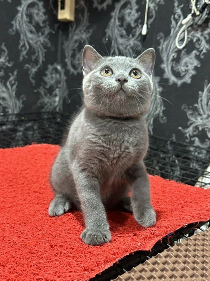 สก็อตติช โฟลด์ (Scottish Fold) ลูกแมว สก็อตติช ดชฺ สีบลู พร้อมย้าย