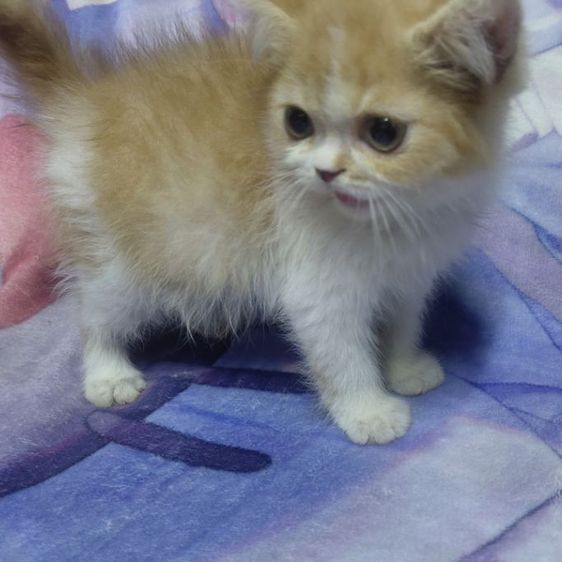 เปอร์เซีย (Persian) แมวexotic+เปอร์เซียหน้าบี้
