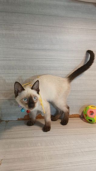 วิเชียรมาศ (Siamese Cat) แมววิเชียรมาศ เพศผู้ คะวัคซีนแล้ว1เข็มก่อนย้ายตรวจหัดแมวฟรีรับประกันเอดส์แมวกับรูคีเมียคะ