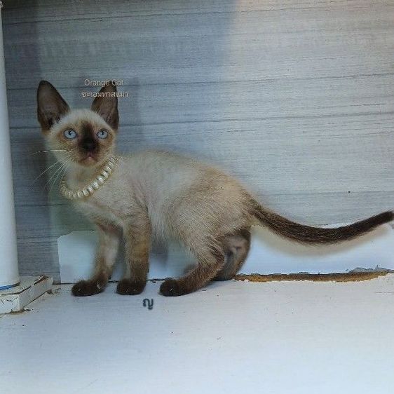วิเชียรมาศ (Siamese Cat) แมววิเชียรมาศ เพศเมีย คะวัคซีนแล้ว1เข็มก่อนย้ายตรวจหัดแมวฟรีรับประกันเอดส์แมวกับรูคีเมียคะ