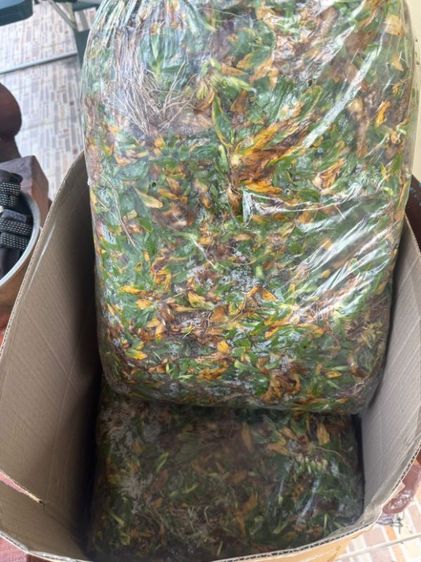 ตกแต่งสวน หญ้าไทเป 24 ตรม ราคาถูก