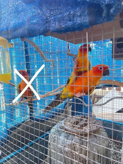 นกเเก้วซันคอนัว คู่ ผู้เมีย สุขภาพดี