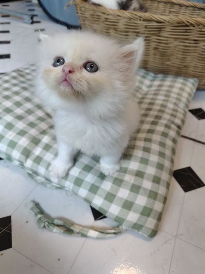 เปอร์เซีย (Persian) แมวเปอร์เซีย