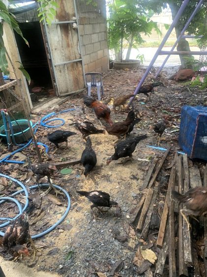 ไก่