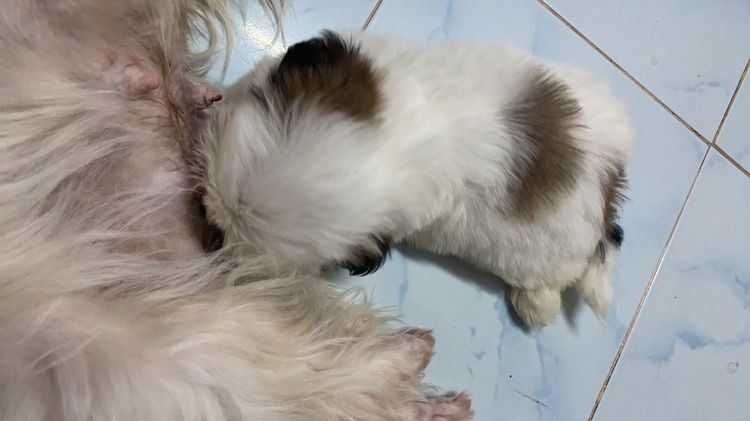ชิสุ (Shih Tzu) เล็ก ลูกสุนัข
