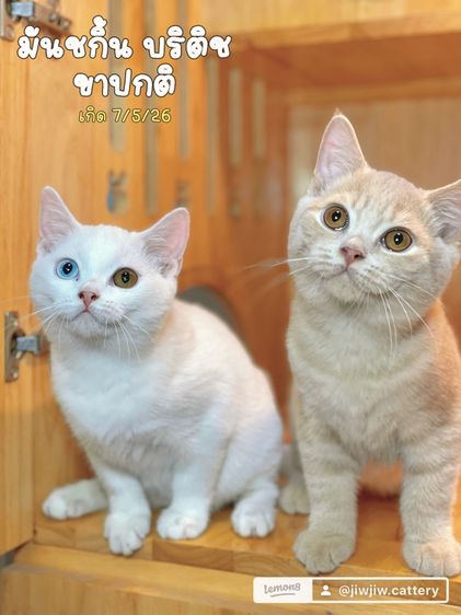 มันช์กิ้น (Munchkin) แมว มันชกิ้น บริติช ขาปกติ