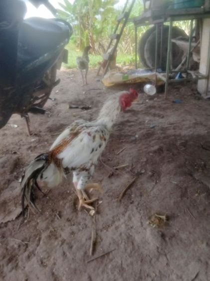 ขายไก่หนุ่ม พ่อพันธุ์2.6โล ไก่11เดือน ราคา500บ. ไม่รวมส่ง(ไม่ใช่ไก่ชน)