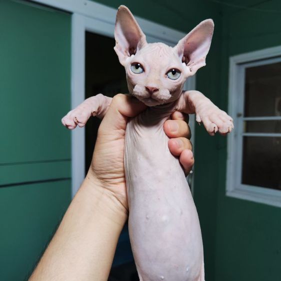สฟิงซ์ (Sphynx) ลูกแมวแบมบิโน่ bambino ชาย