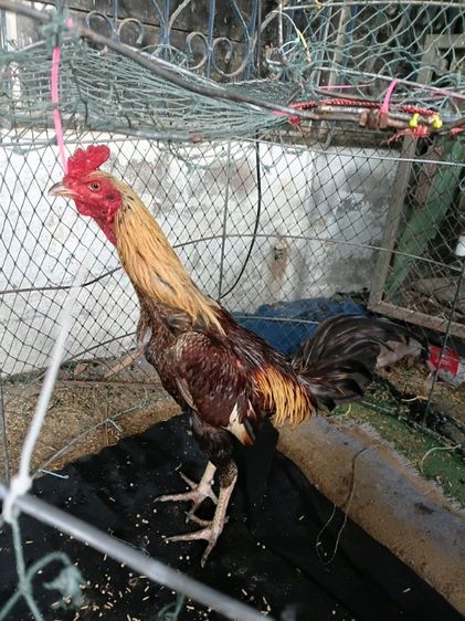 ไก่ใหม่ รอย 2.6 สนใจทักได้นะครับ รูปที่ 2