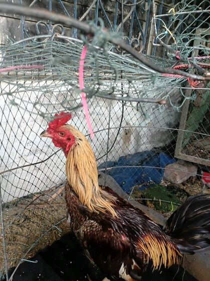 ไก่ใหม่ 2.6 สนใจทักได้นะครับ