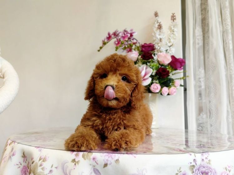 miniature Poodle เพศเมีย
