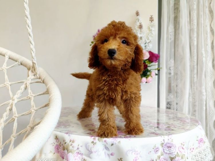 miniature Poodle เพศเมีย รูปที่ 6