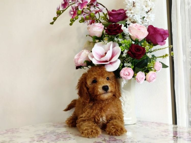 miniature Poodle เพศเมีย รูปที่ 4