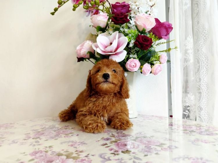 miniature Poodle เพศเมีย รูปที่ 5