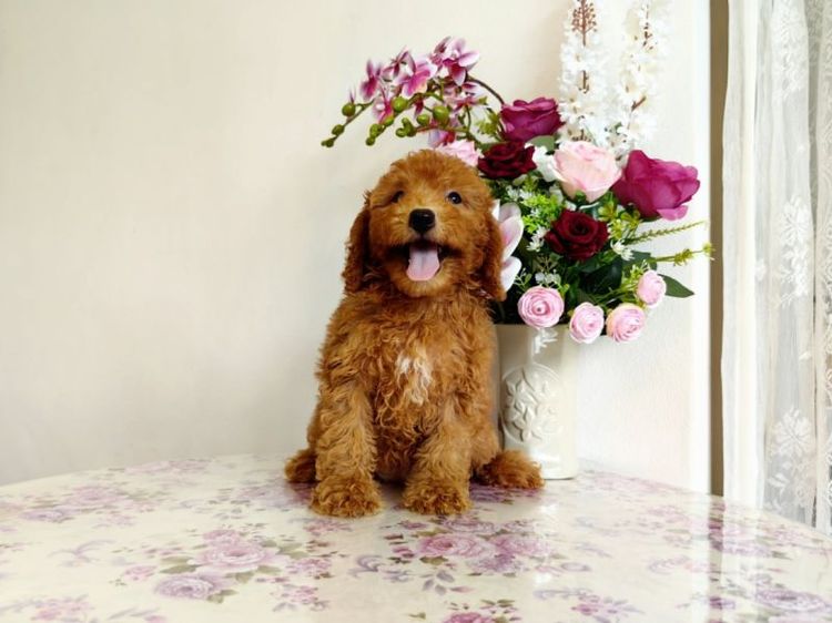 miniature Poodle เพศเมีย รูปที่ 3
