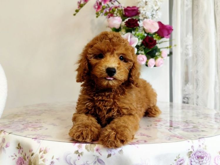 miniature Poodle เพศเมีย รูปที่ 9