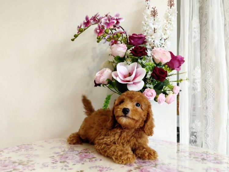 miniature Poodle เพศเมีย รูปที่ 2