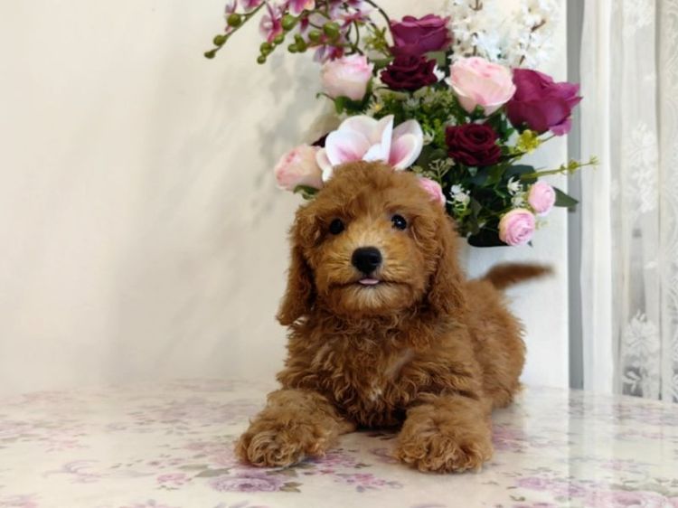 miniature Poodle เพศเมีย รูปที่ 11