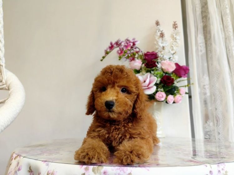 miniature Poodle เพศเมีย รูปที่ 7