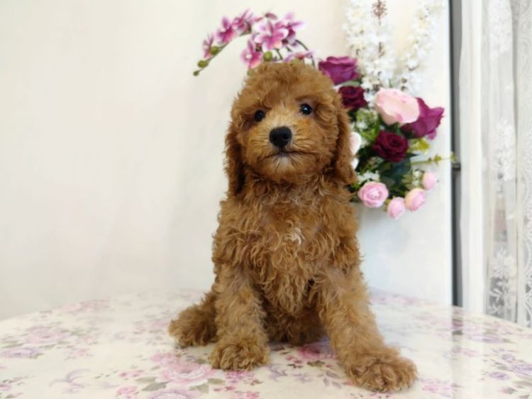 miniature Poodle เพศเมีย รูปที่ 10