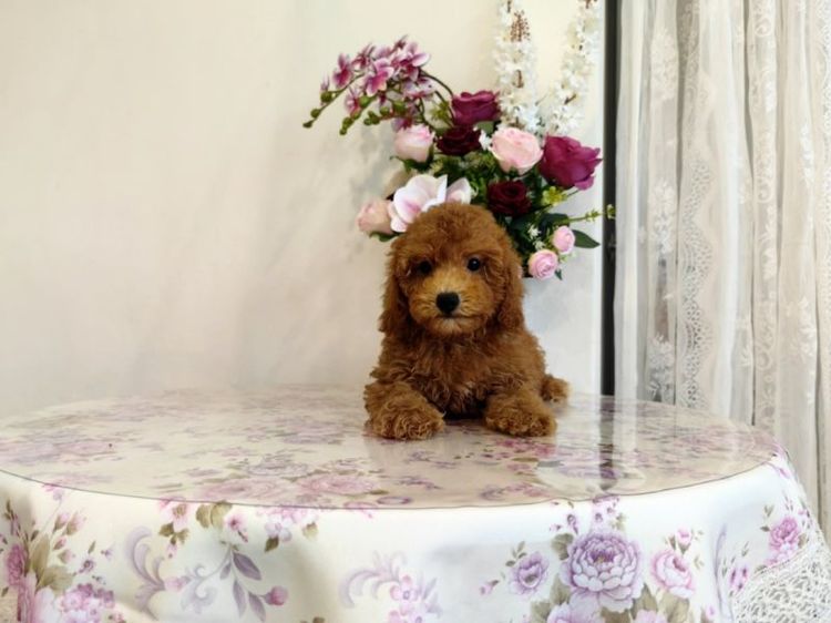 miniature Poodle เพศเมีย รูปที่ 8
