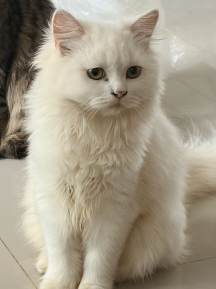 ขายแมวเปอร์เซียสีขาว