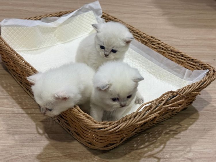 บริติช ชอร์ตแฮร์ (British Shorthair) บริติส บลูพ้อยท์