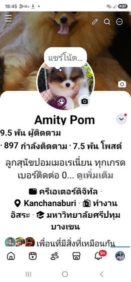ปอมผู้สีบลูเมิร์ลแทน รูปที่ 5