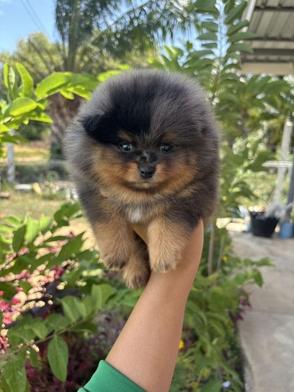 ปอมผู้สีบลูเมิร์ลแทน รูปที่ 4
