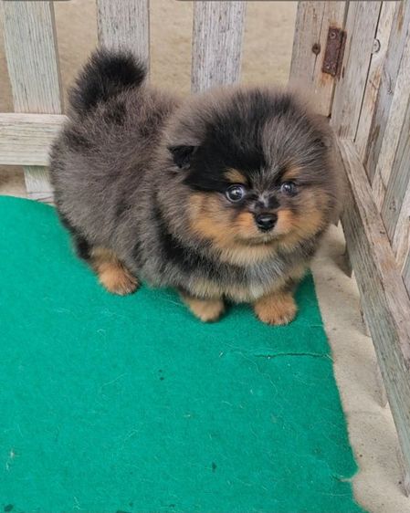 ปอมผู้สีบลูเมิร์ลแทน รูปที่ 2