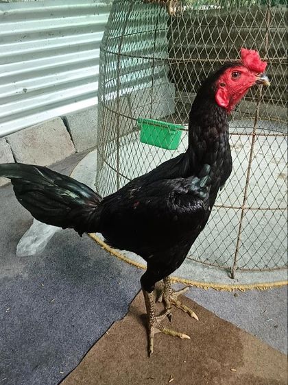 ไก่พม่า