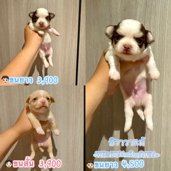 ชิวาวา (Chihuahua) เล็ก ชิวาวาแท้ ขนยาวและสั้น