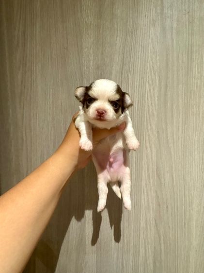 ชิวาวา (Chihuahua) เล็ก ชิวาวาแท้ ขนยาวและสั้น