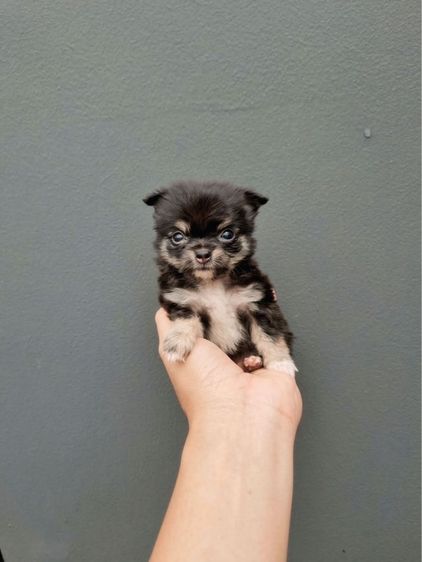 ชิวาวา (Chihuahua) เล็ก ชิวาวาาแท้ขนสั้นขนยาว