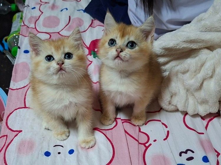 บริติช