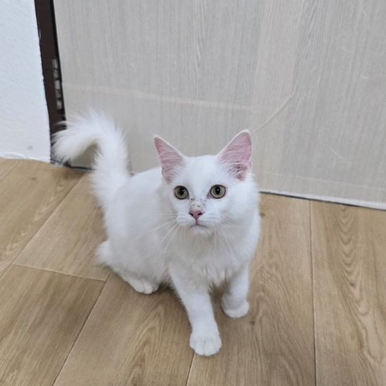 เมนคูน (Maine Coon) แมวลูกครึ่งเมนคูน