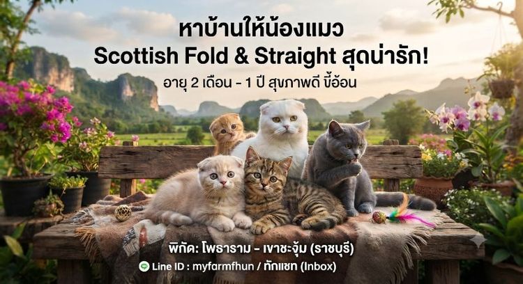 แมวสก๊อตติช มีหลายตัว