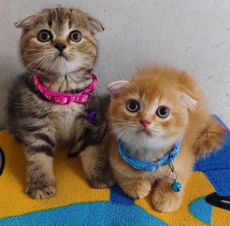 สก็อตติช โฟลด์ (Scottish Fold) ขายแมวสก็อตติชมีทัังชายและหญิง