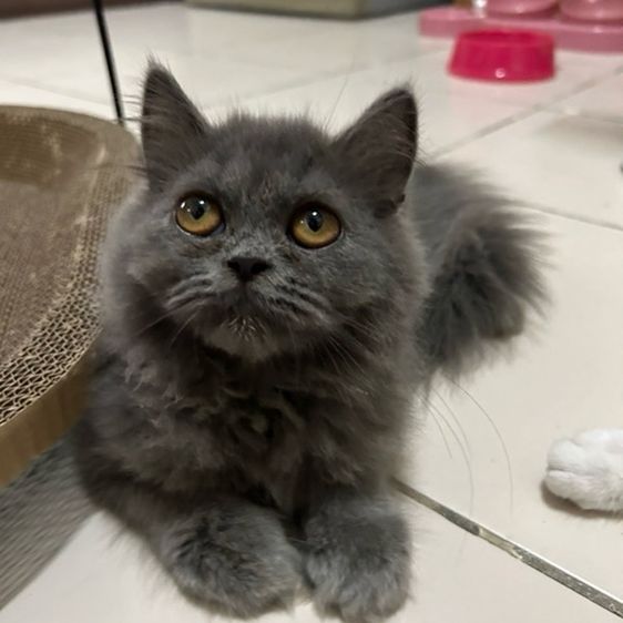 หาบ้านใหม่