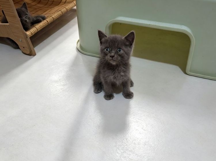 สก็อตติช โฟลด์ (Scottish Fold) สก๊อตติช