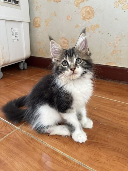 เมนคูน (Maine Coon) ลูกแมวเมนคูนแท้ ชาย 2 เดือน มีใบ