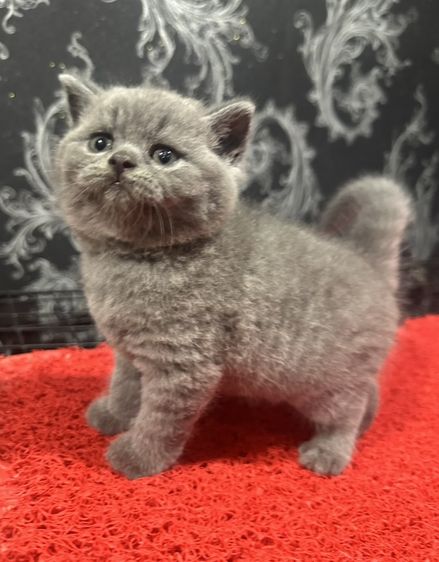 บริติช ชอร์ตแฮร์ (British Shorthair) ลูกแมว บริติช ช็อตแฮร์ สีบลู ย้ายตุลา