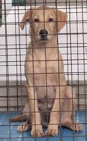 ลาบราดอร์ (Labrador) กลาง ลาบราดอร์ ญ