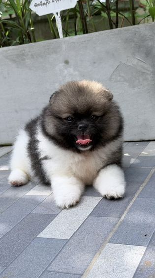 ปอมเมอเรเนียน (Pomeranian) เล็ก ปอมแท้หน้าหมี