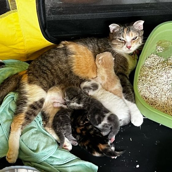 เหมาคอก ลูกแมว สกอตติสผสมเปอเชีย