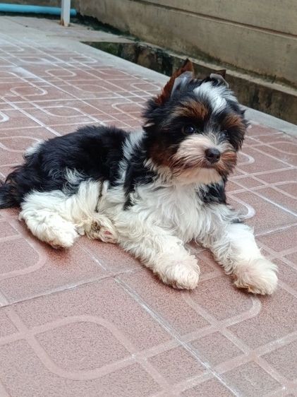ยอร์คเชียร์ เทอร์เรีย (Yorkshire Terrier) เล็ก บีเวอร์ยอรคเชียร์หล่อมาก