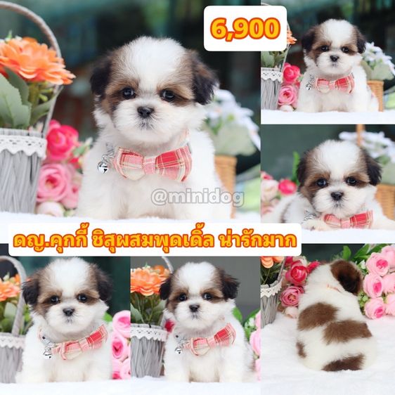 ชิสุ (Shih Tzu) เล็ก ชิสุแท้เกรดสวย